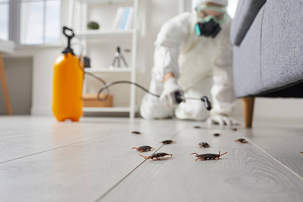 Post-Treatment Bed Bug Interceptor Monitoring in Lone Tree